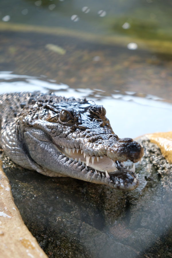 Jagat Satwa Nusantara Zona Crocodilia Jagat Satwa Nusantara