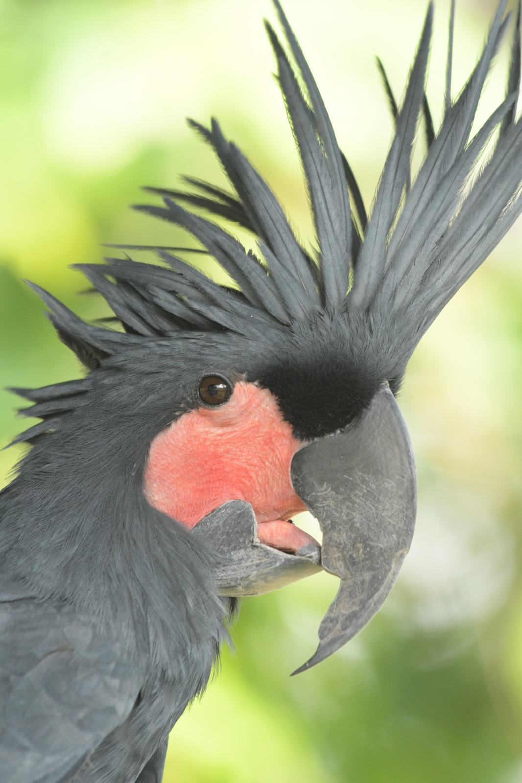 Jagat Satwa Nusantara Burung Kakatua Raja Pesona Dan Keunikan Spesies