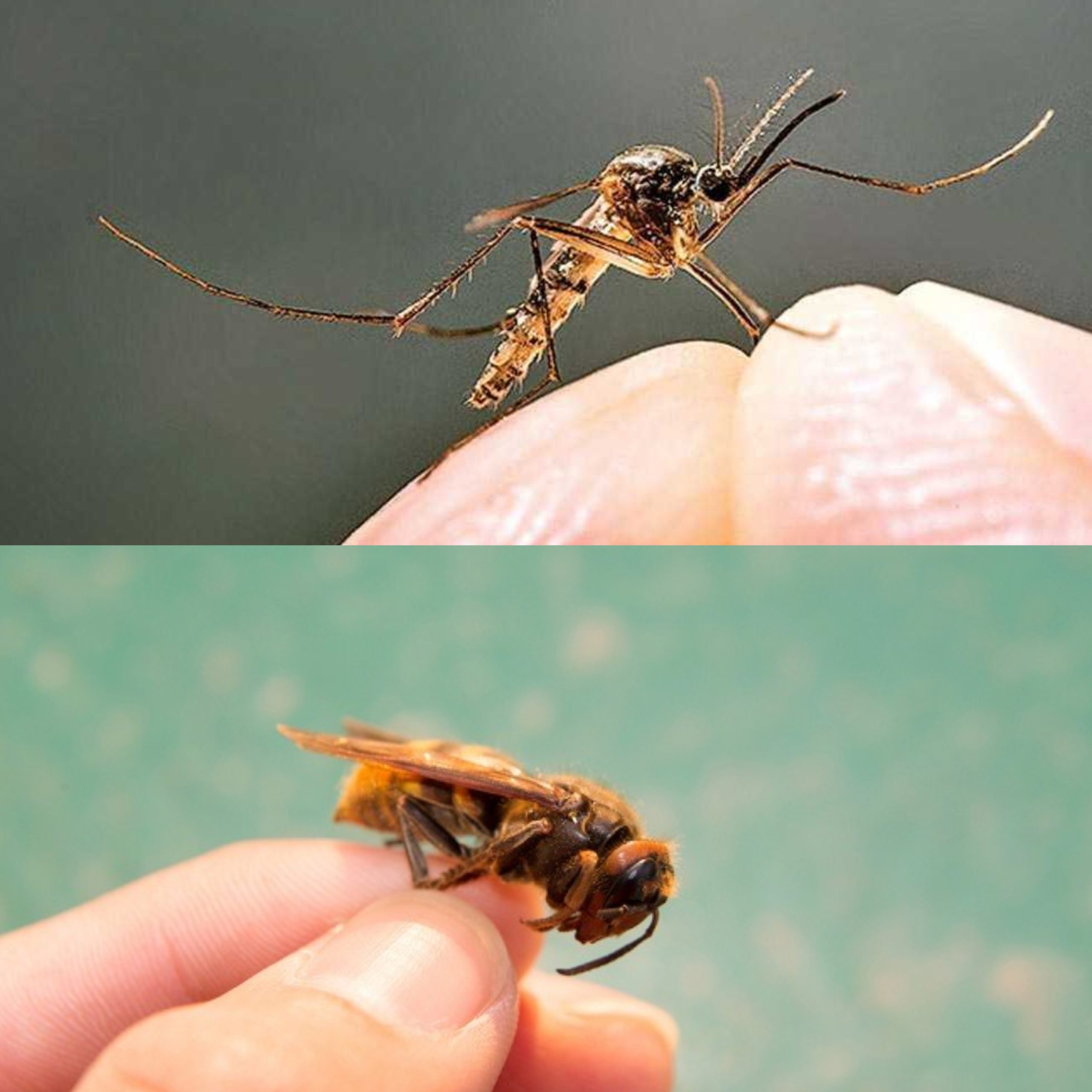 Man Van Insect Jagat Satwa Nusantara Man VS Insects - Jagat Satwa Nusantara